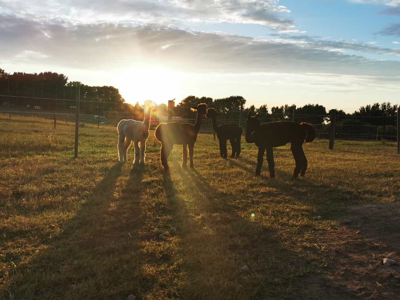 Eine Herde Pferde steht bei Sonnenuntergang auf einer Weide.