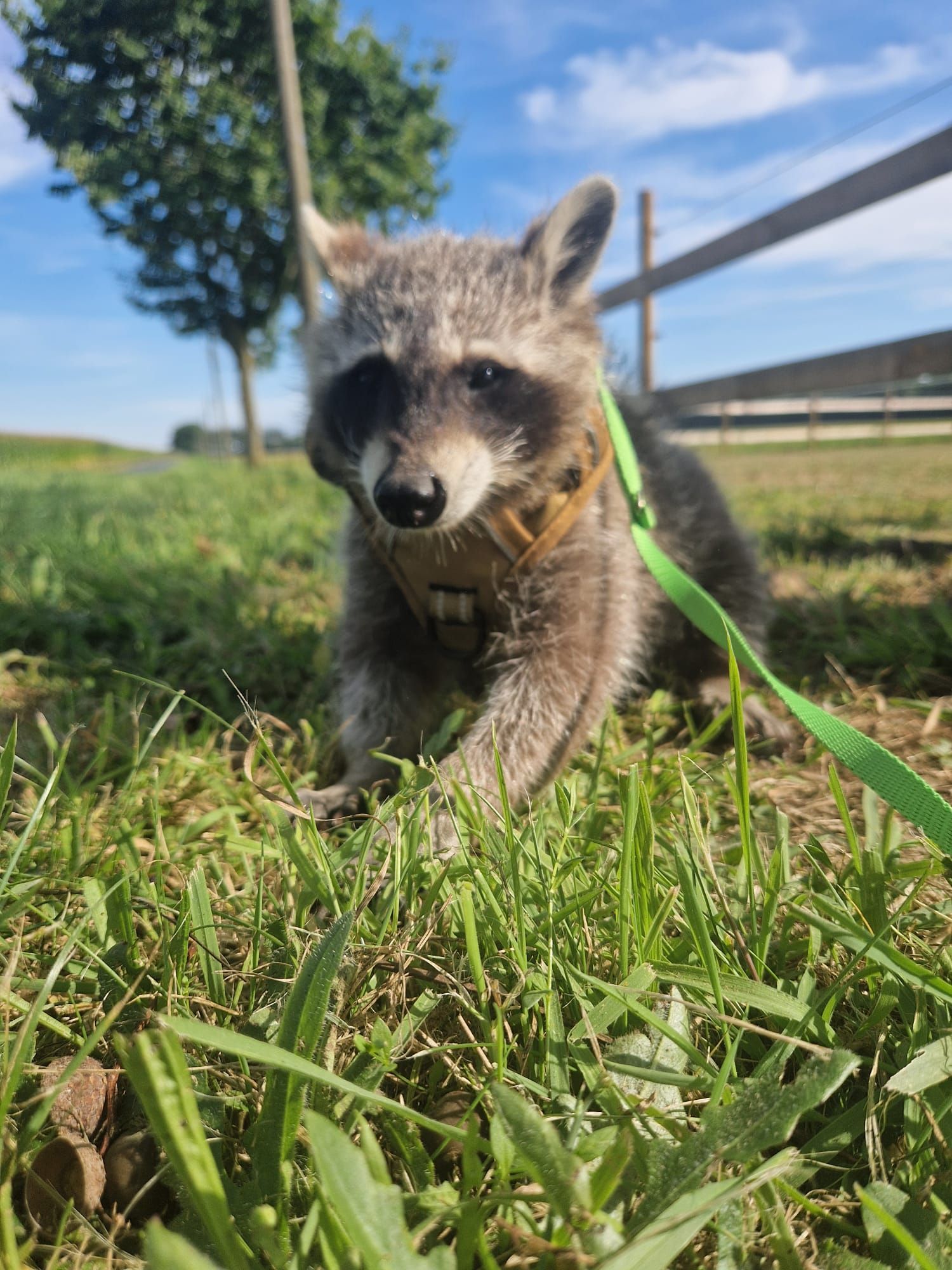 Ein Waschbär läuft an der Leine im Gras.
