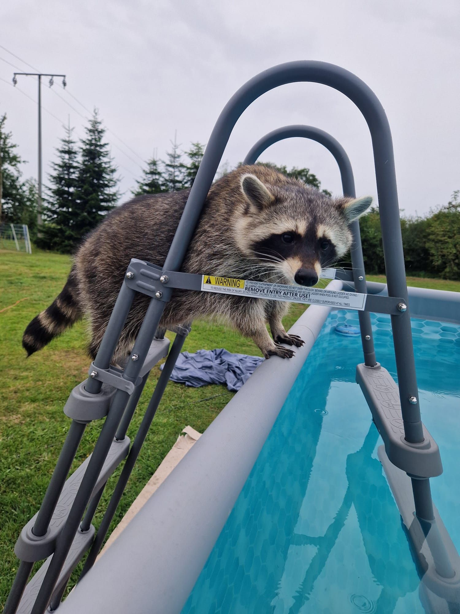 Ein Waschbär klettert eine Leiter in einen Swimmingpool
