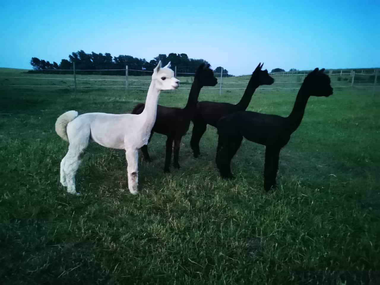 Eine Gruppe Alpakas steht auf einer Wiese.