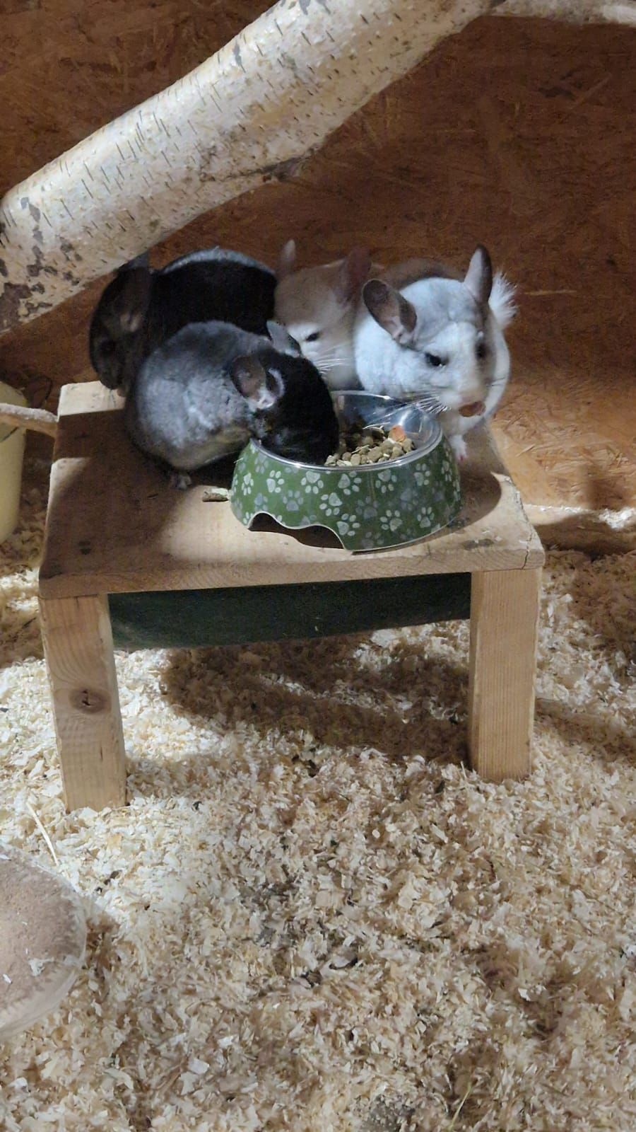 Eine Gruppe Chinchillas sitzt auf einem Holztisch.