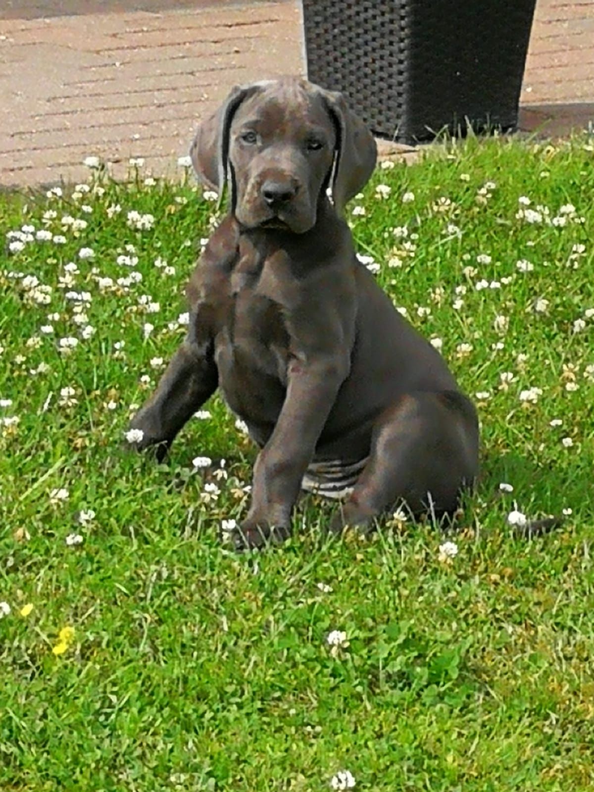 Ein Welpe sitzt im Gras und schaut in die Kamera