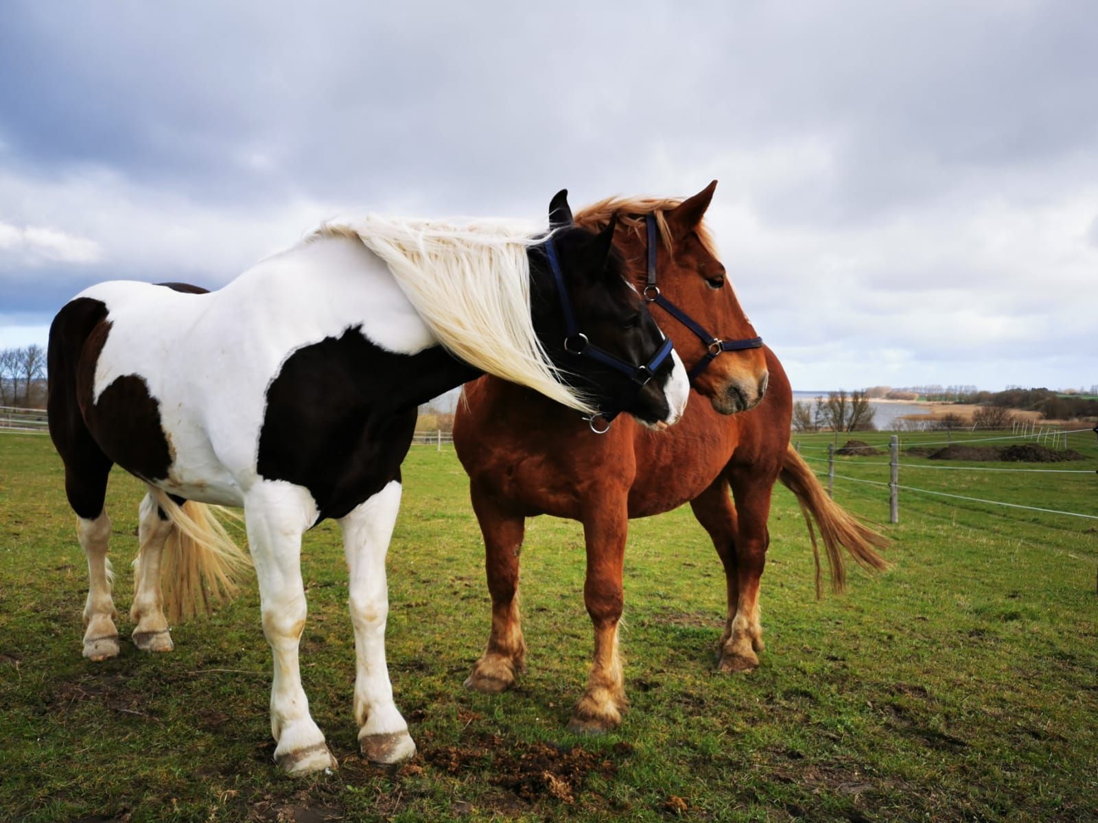 Zwei Pferde stehen nebeneinander auf einer Wiese.