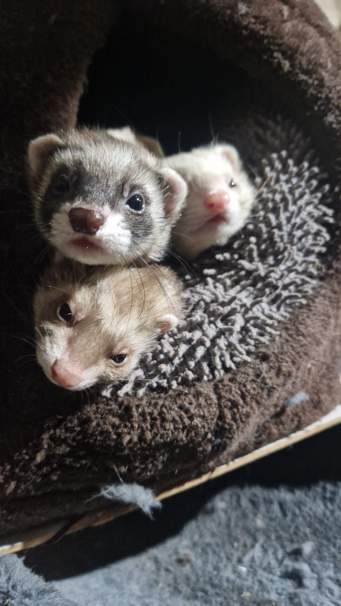 Drei Frettchen sitzen übereinander in einer Kiste.