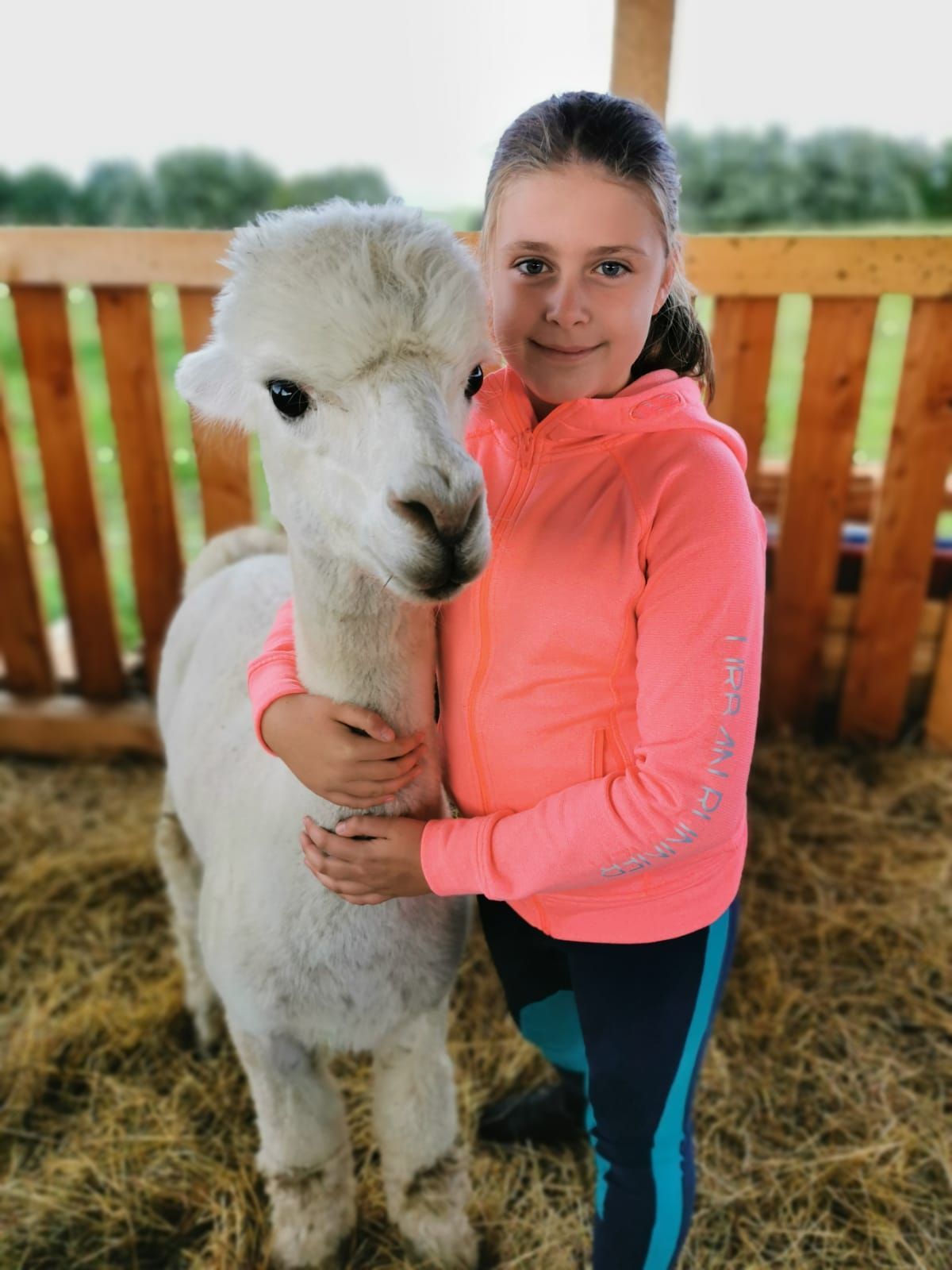 Ein junges Mädchen umarmt in einem Gehege ein weißes Alpaka.