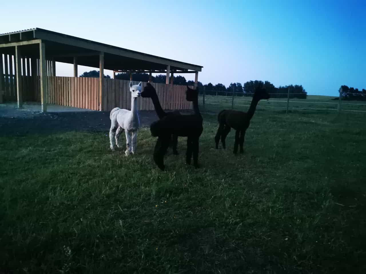 Drei Alpakas stehen auf einem Feld vor einem Gebäude