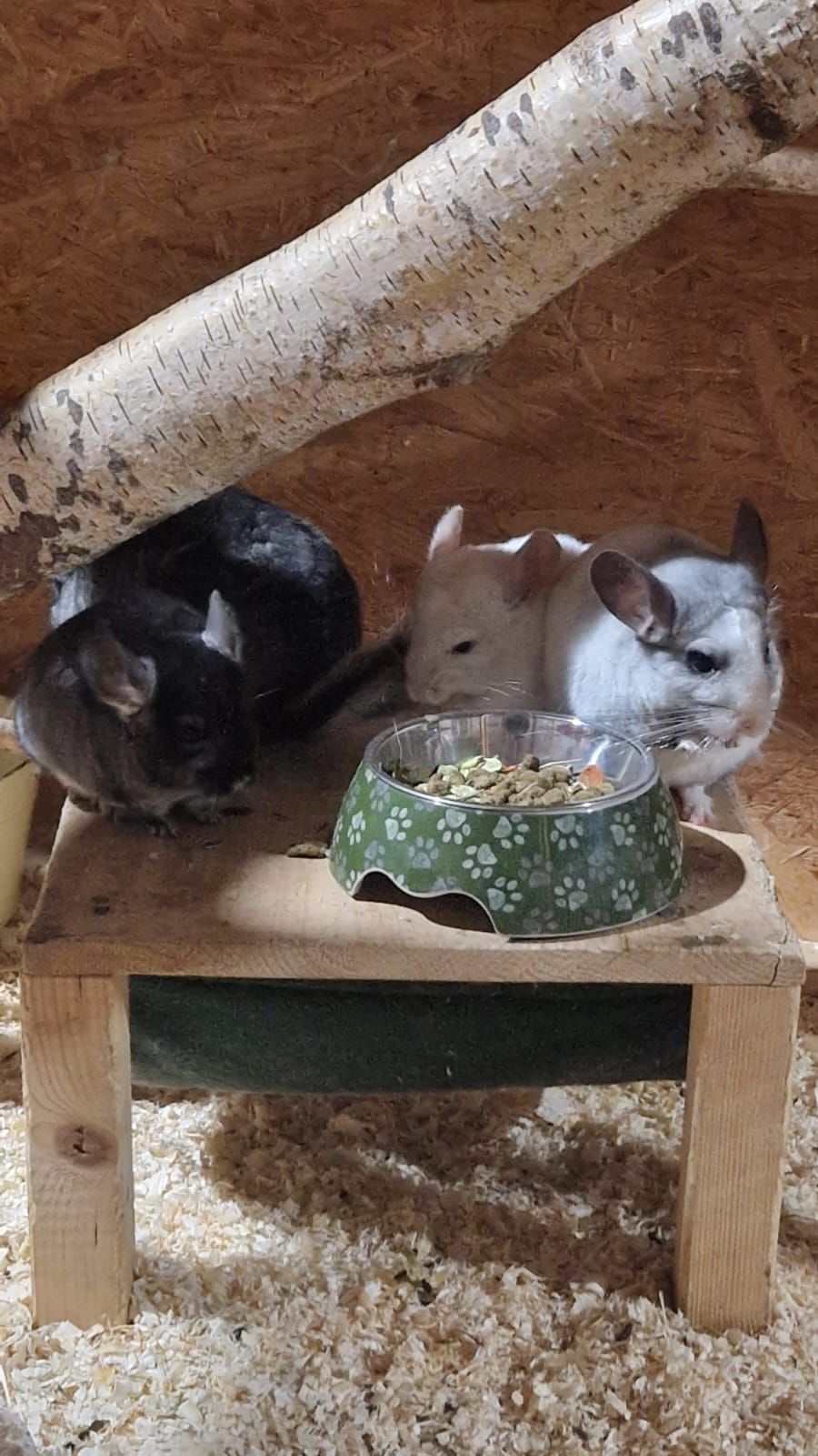 Zwei Chinchillas fressen aus Schüsseln auf einem Holztisch.