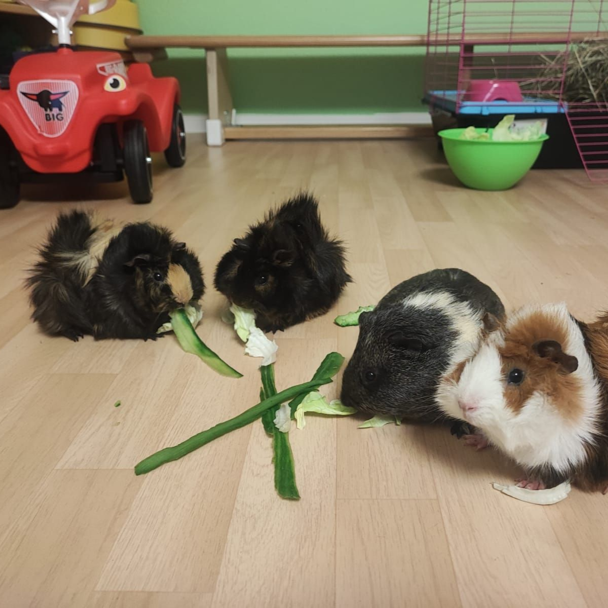 Eine Gruppe Meerschweinchen isst Spargel auf dem Boden