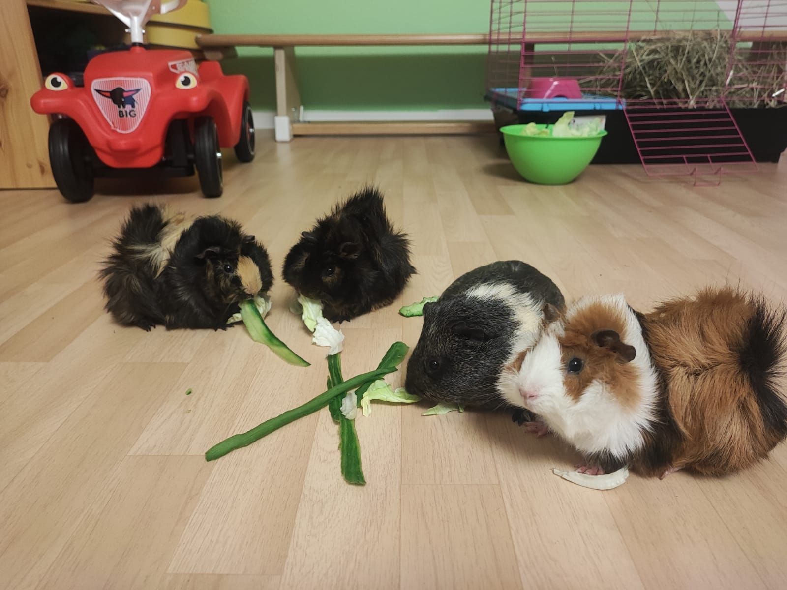 Eine Gruppe Meerschweinchen isst Spargel auf dem Boden