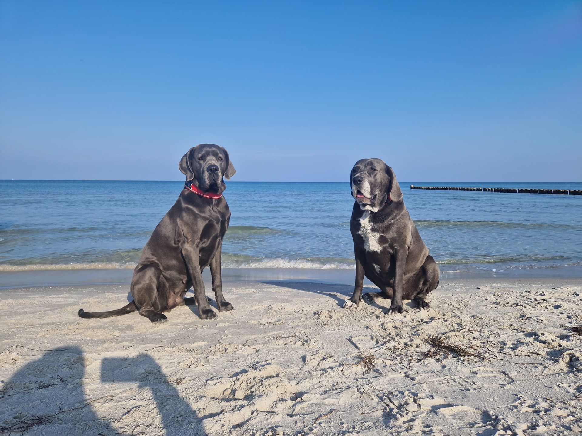 Zwei Hunde sitzen an einem Strand in der Nähe des Meeres.