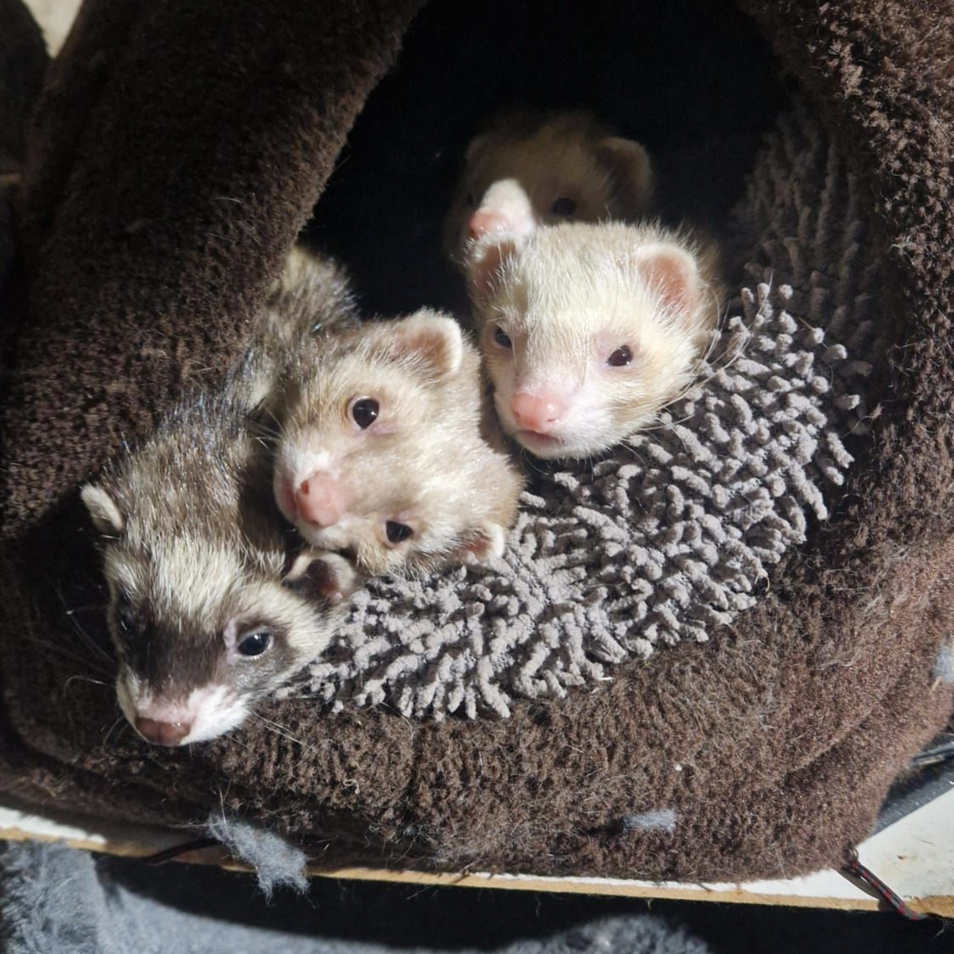 Drei Frettchen sitzen in einem Katzenhaus.