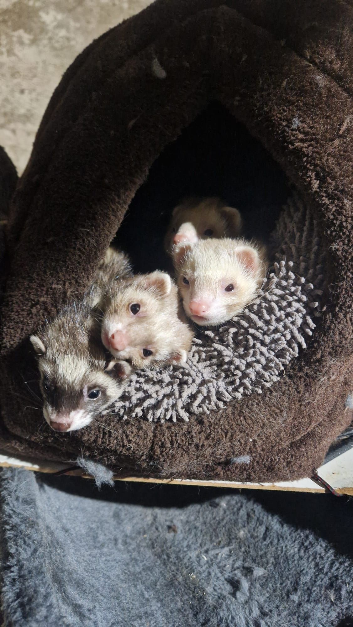 Drei Frettchen sitzen in einem Katzenhaus.