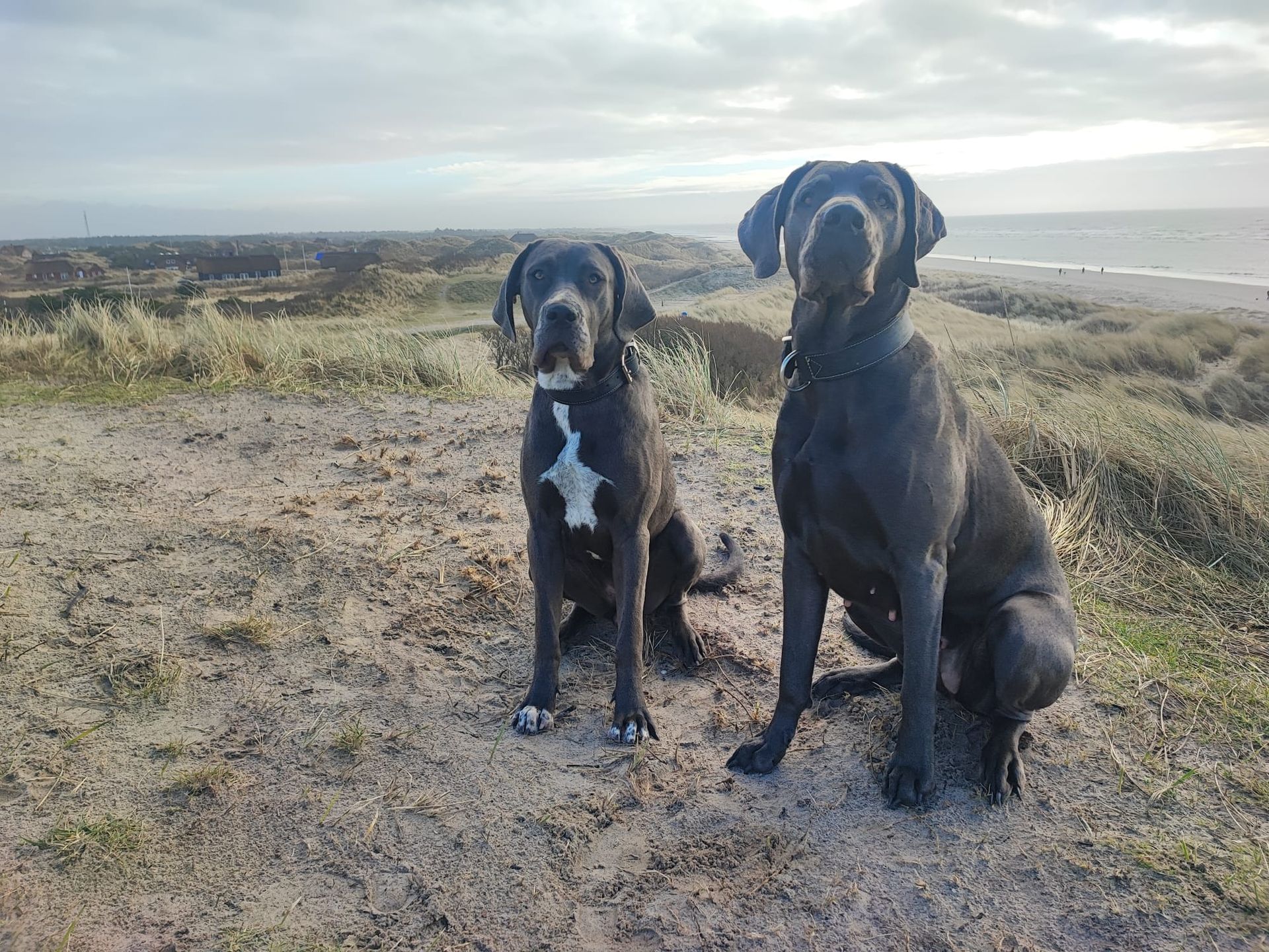 Zwei Hunde sitzen auf einem Erdhügel.
