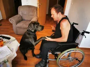 Ein Mann im Rollstuhl schüttelt einem Hund die Hand.