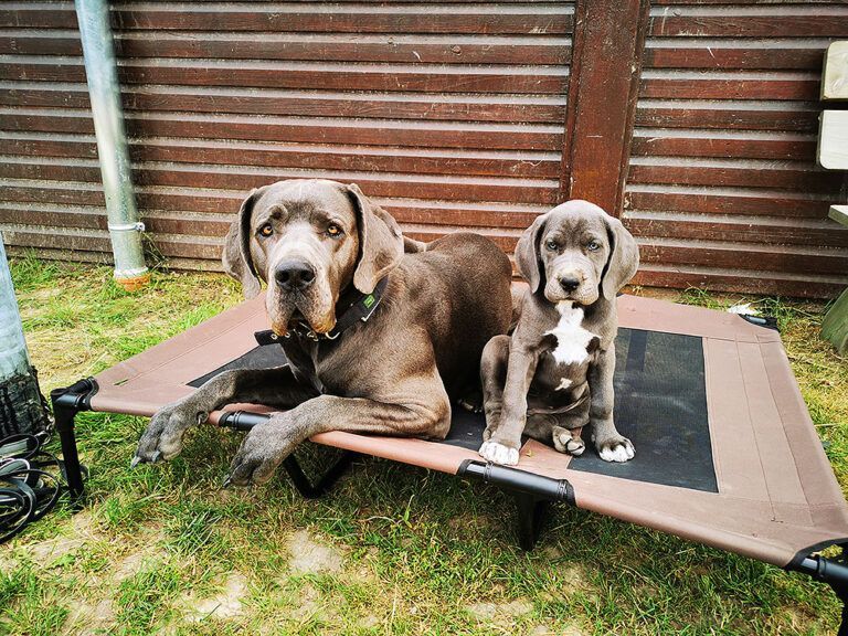 Ein Hund und ein Welpe liegen auf einem Hundebett.