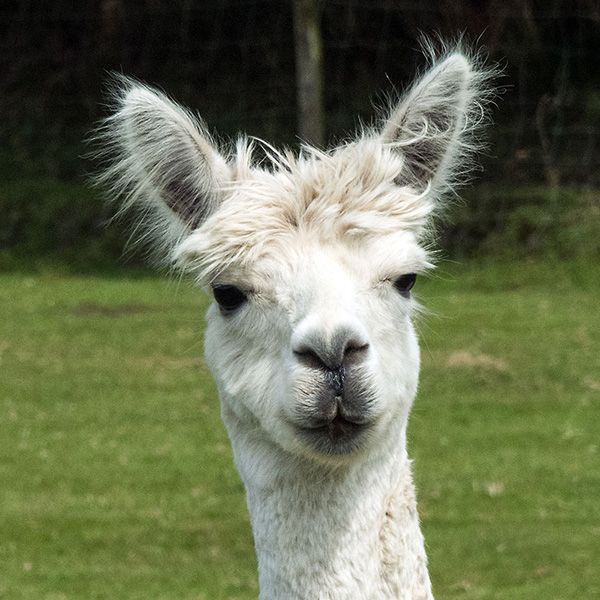 Eine Nahaufnahme eines weißen Lamas, das in die Kamera schaut