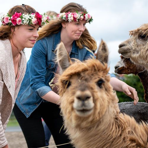 Zwei Frauen mit Blumenkränzen streicheln ein Alpaka.
