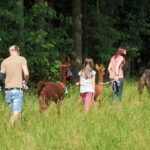 Eine Gruppe von Menschen geht mit Lamas über eine Wiese.