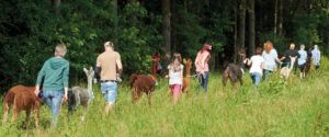 Eine Gruppe von Menschen geht über eine Wiese mit Alpakas.