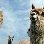 Eine Gruppe Lamas steht nebeneinander vor einem blauen Himmel.