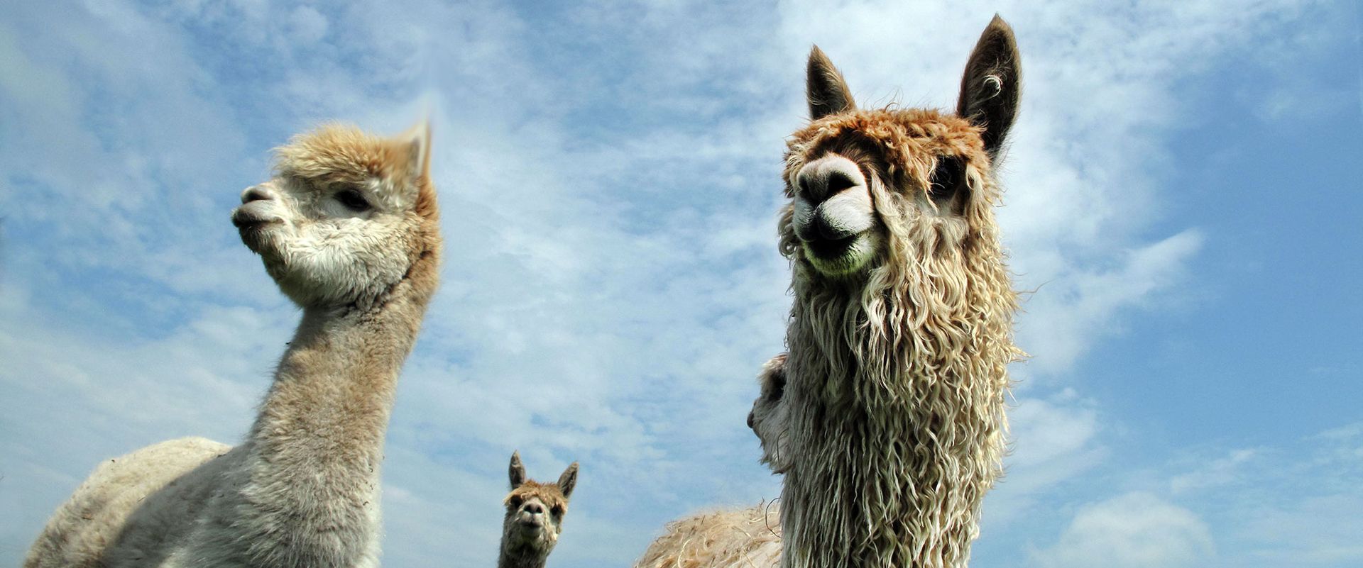 Drei Alpakas stehen auf einer Wiese und schauen in die Kamera.