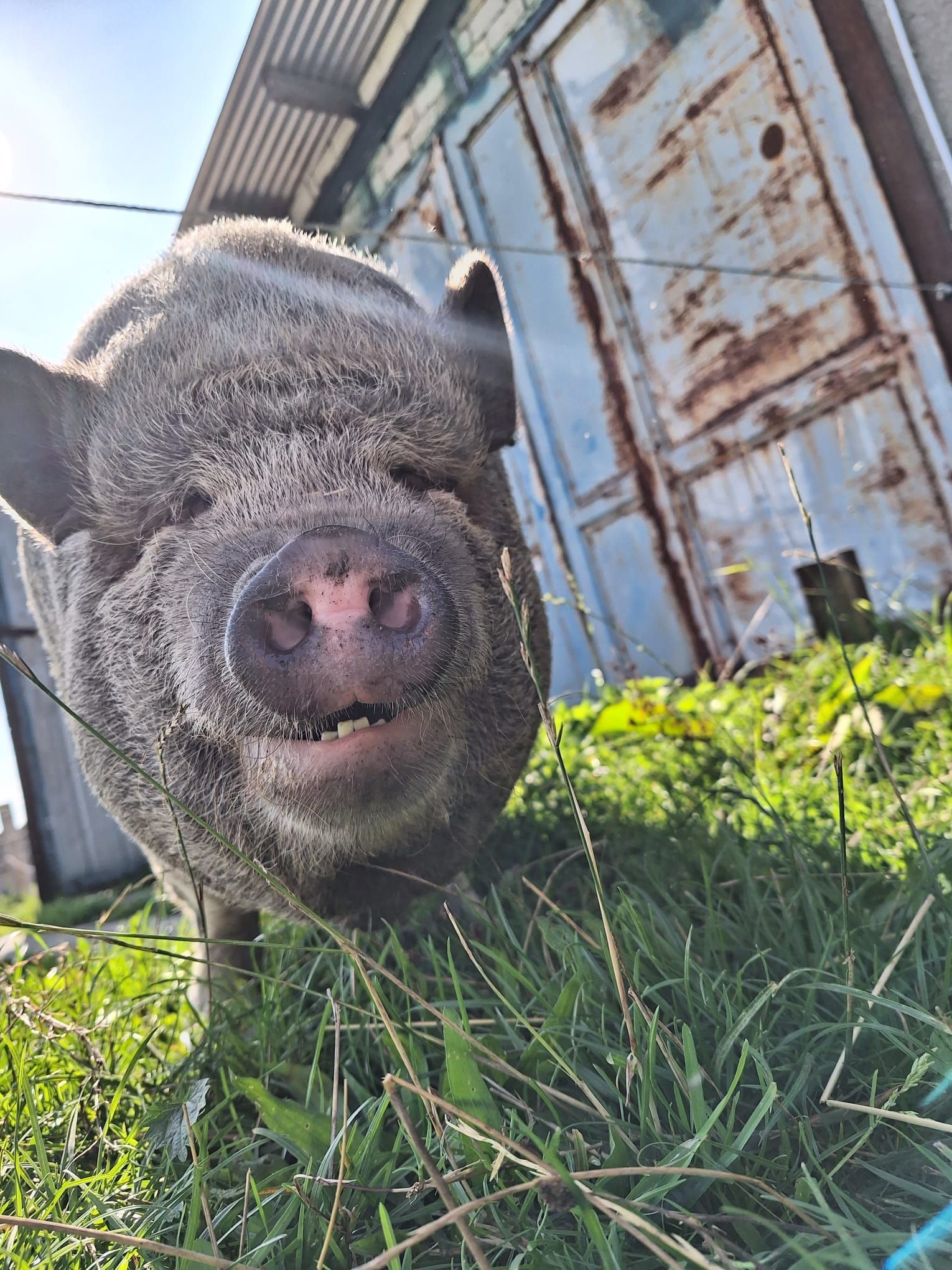 Ein Schwein steht im Gras und schaut in die Kamera.