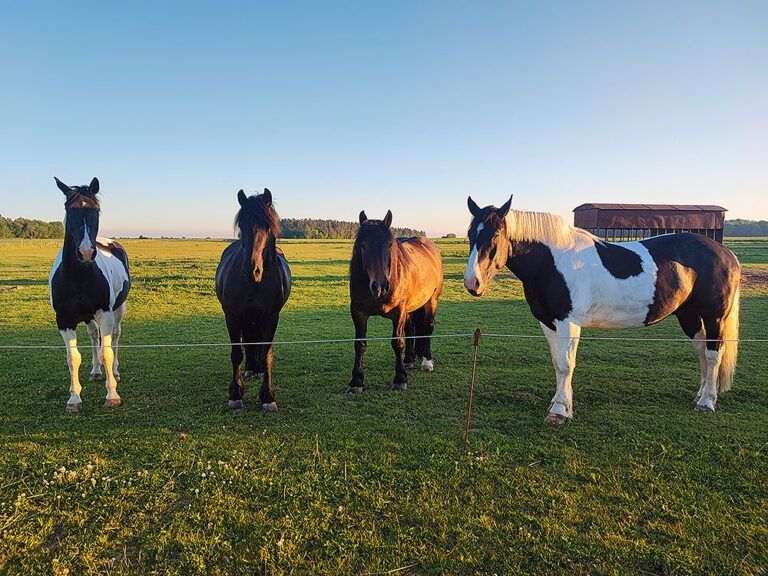 Vier Pferde stehen nebeneinander auf einer Wiese.