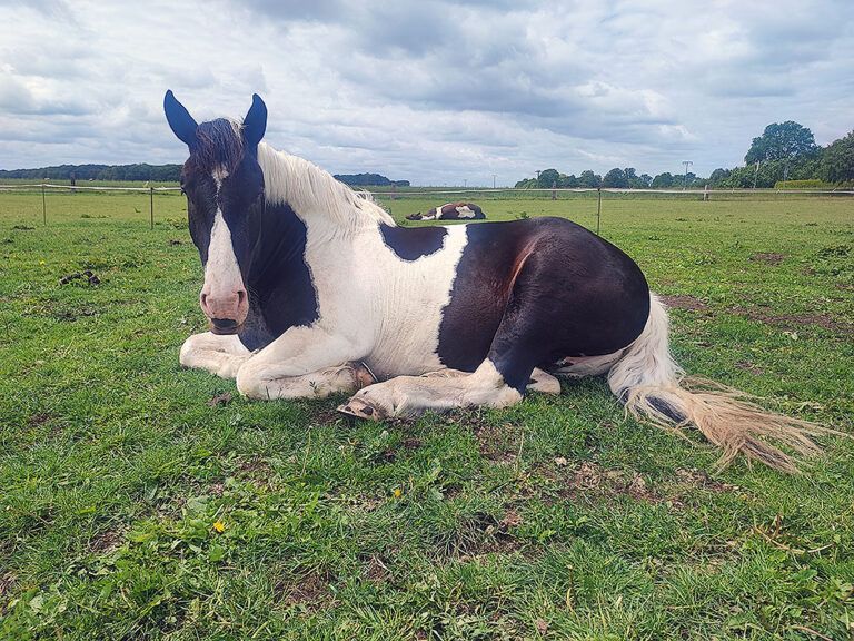 Ein schwarz-weißes Pferd liegt auf einer Wiese