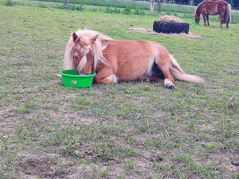 Ein Pony liegt im Gras neben einer grünen Schüssel.