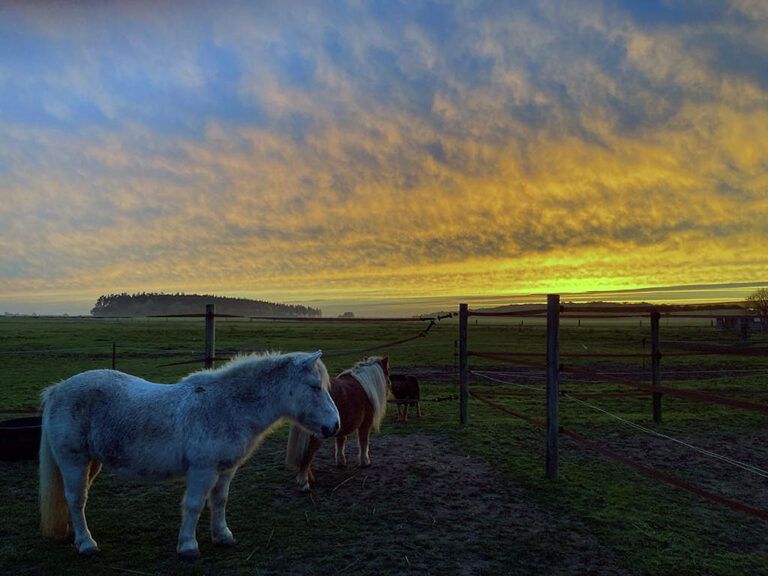 Zwei Ponys stehen bei Sonnenuntergang auf einer Weide.