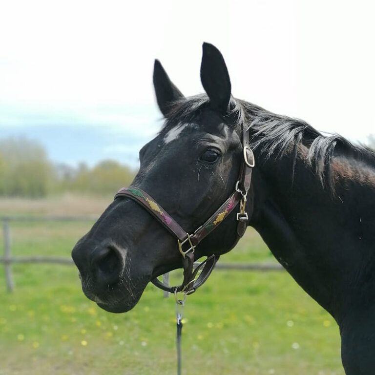Ein schwarzes Pferd mit Zaumzeug steht auf einem Feld