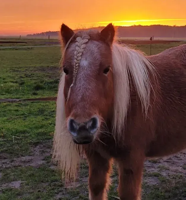 Ein braunes Pferd mit geflochtener Mähne steht bei Sonnenuntergang auf einer Weide.