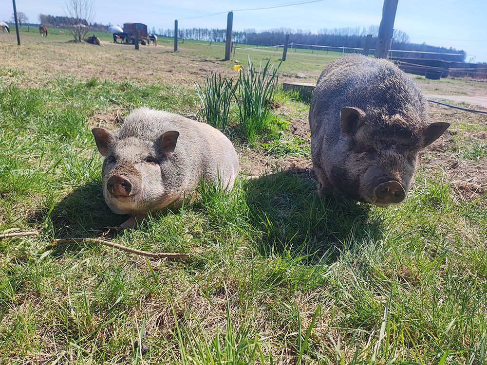 Zwei Schweine liegen im Gras auf einem Feld.