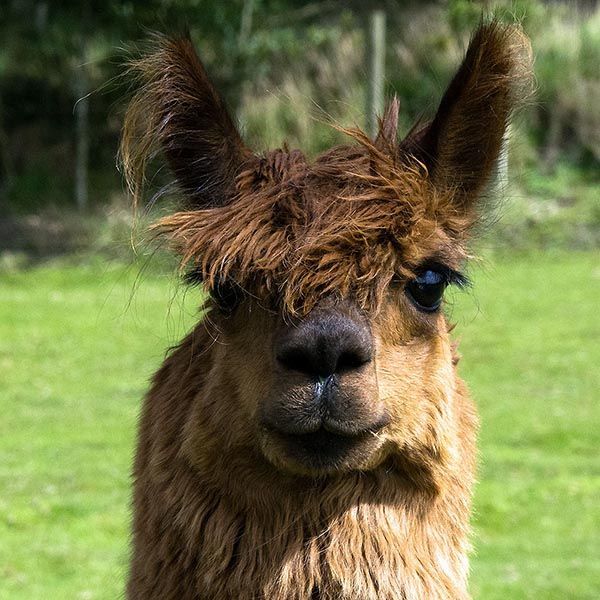Eine Nahaufnahme des Gesichts eines Lamas auf einer Wiese.