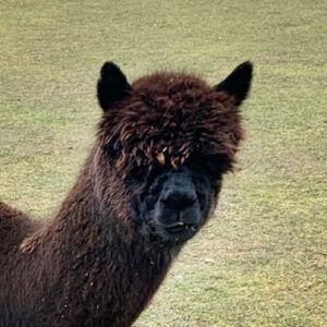 Eine Nahaufnahme eines braunen Alpakas, das auf einer Wiese steht.