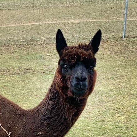 Eine Nahaufnahme eines braunen Alpakas, das auf einem Feld steht und in die Kamera schaut.