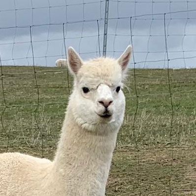 Ein weißes Alpaka steht auf einer Wiese vor einem Zaun.