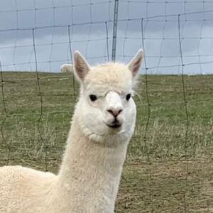 Ein weißes Alpaka steht auf einem Feld und schaut in die Kamera.