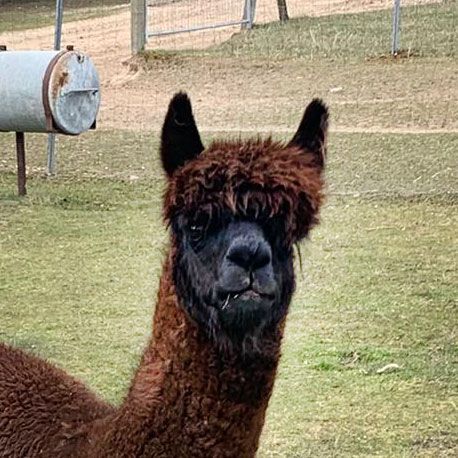 Ein braunes Alpaka steht auf einer Wiese und schaut in die Kamera.