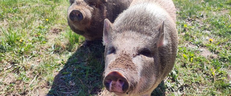 Zwei Schweine stehen nebeneinander auf einer Wiese.