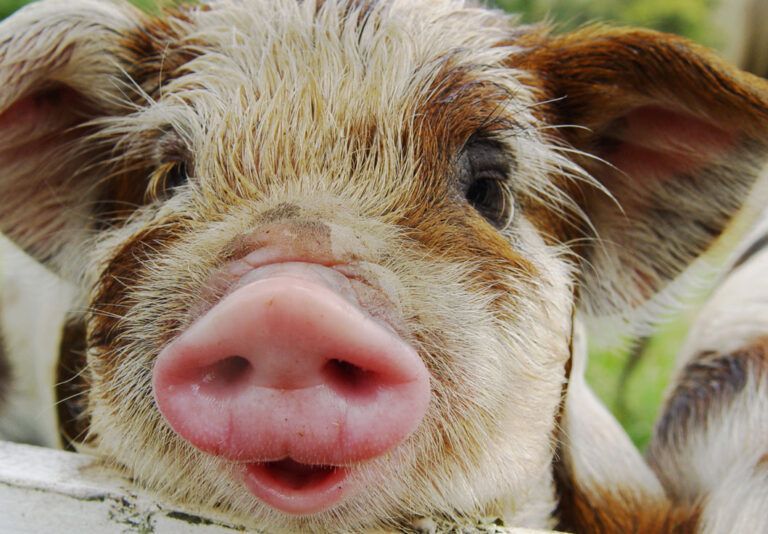 Eine Nahaufnahme eines Schweins mit offenem Maul