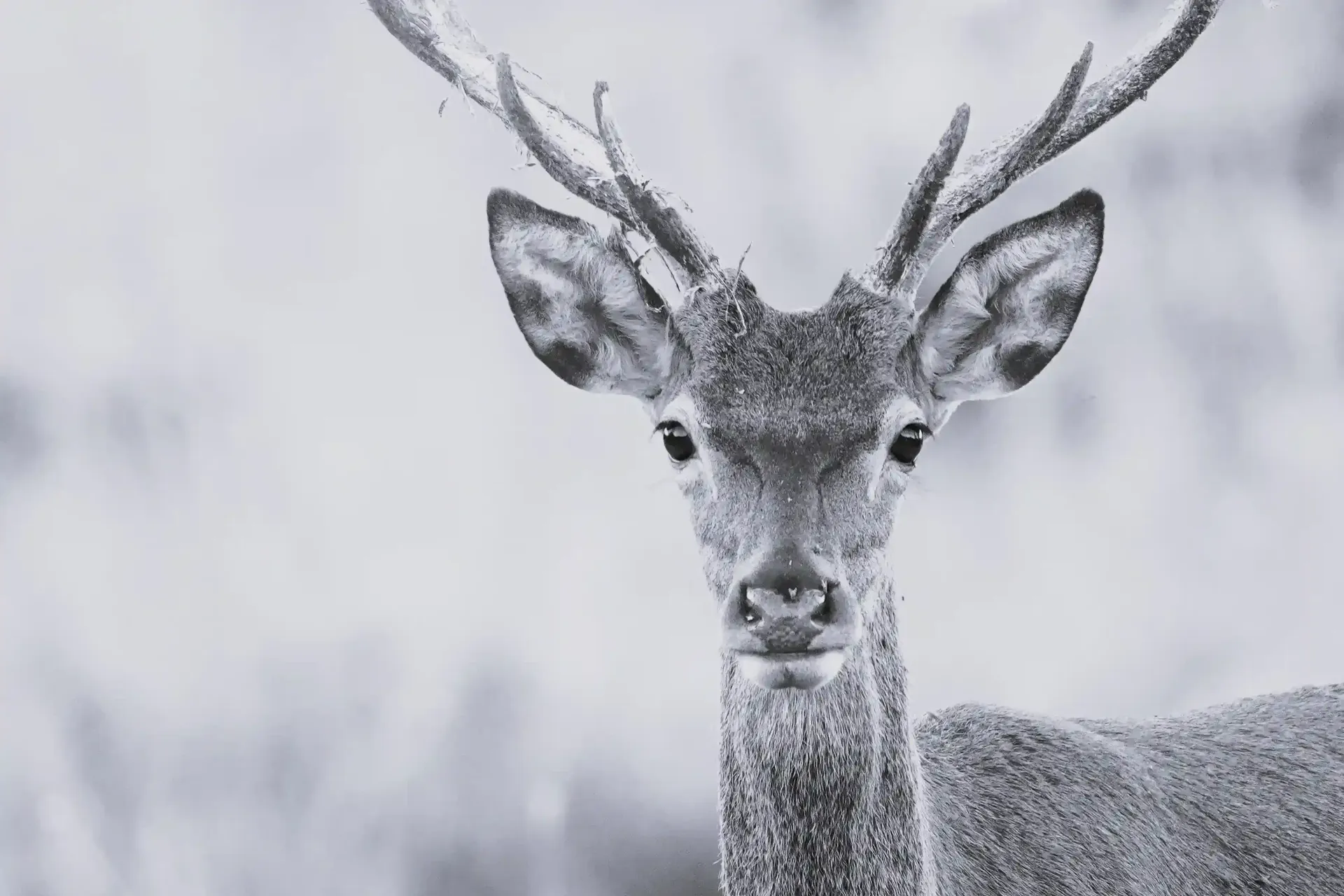 Una fotografía en blanco y negro de un ciervo con astas mirando a la cámara.
