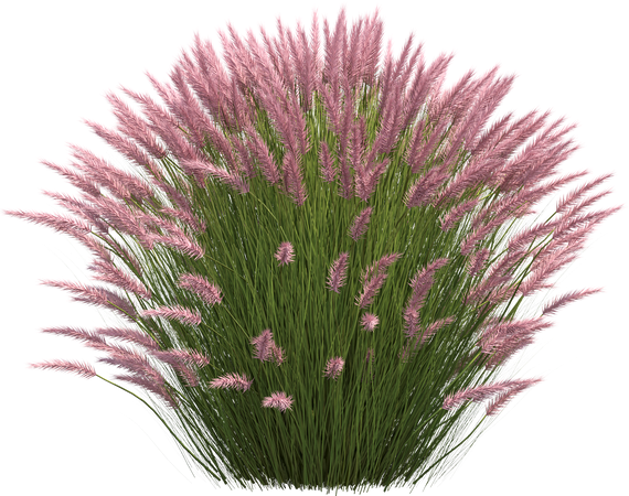 Une plante graminée
