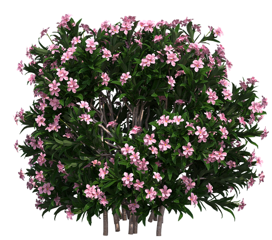 Un buisson avec des fleurs roses