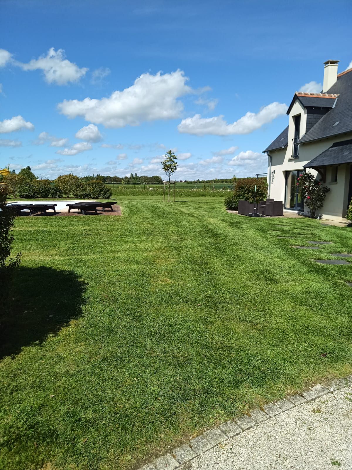 Un buisson en train d'être tondu