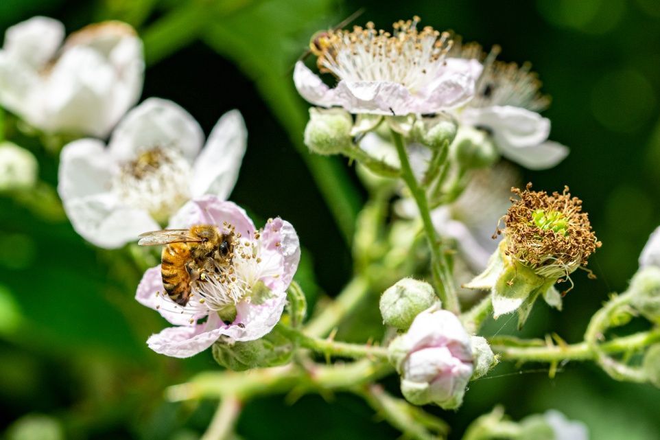 Der Schwarmfänger Bienen
