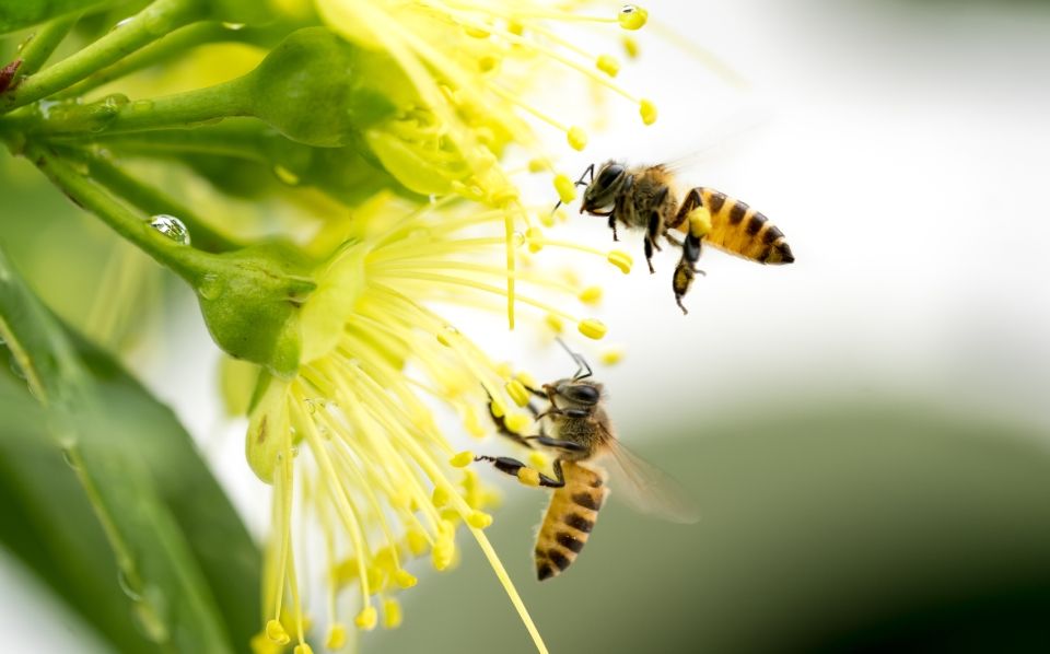 Der Schwarmfänger Bienen

