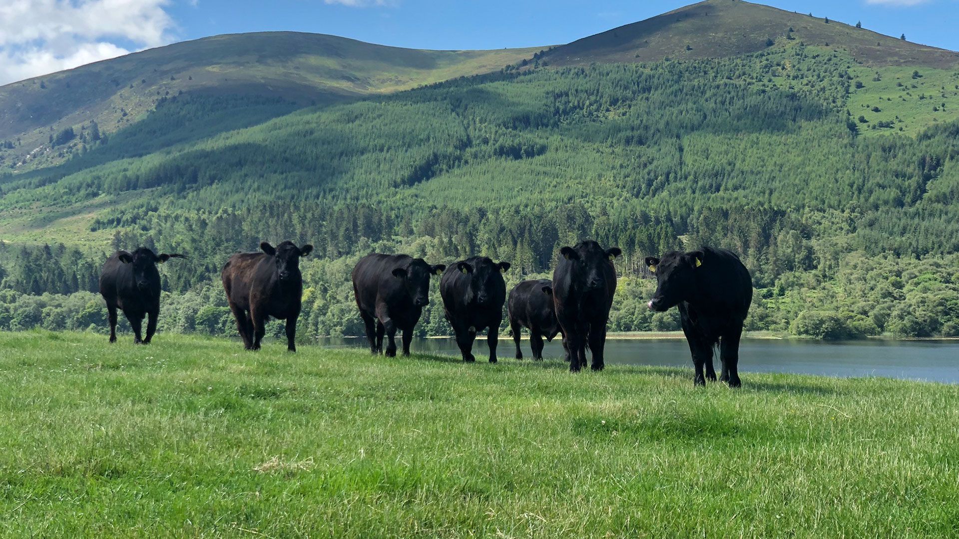 eine Gruppe von Kühen steht in einem Feld neben einem See