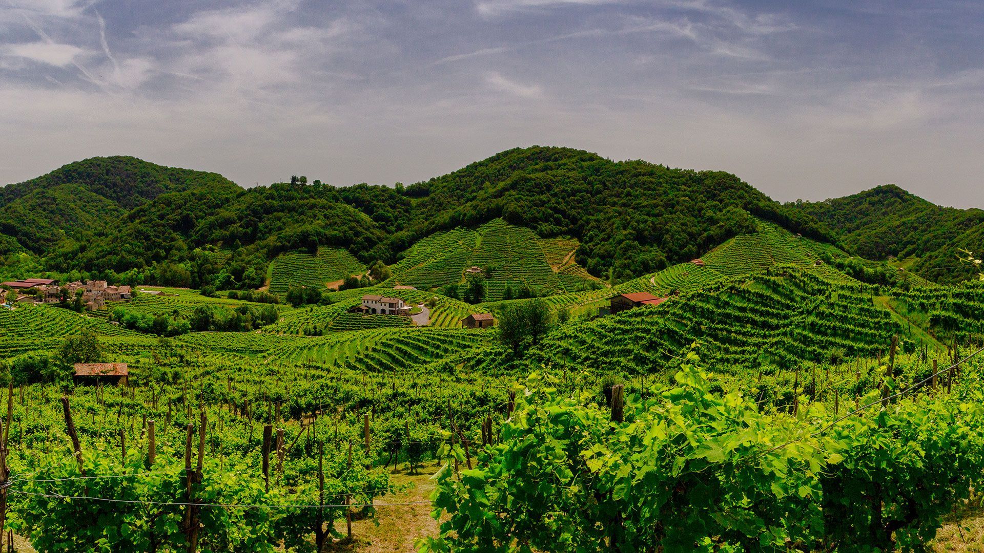 ein Weinberg mit Bäumen und Bergen im Hintergrund