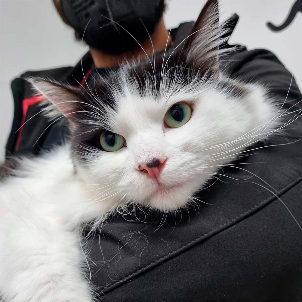 Un hombre con una máscara sostiene un gato blanco y negro.